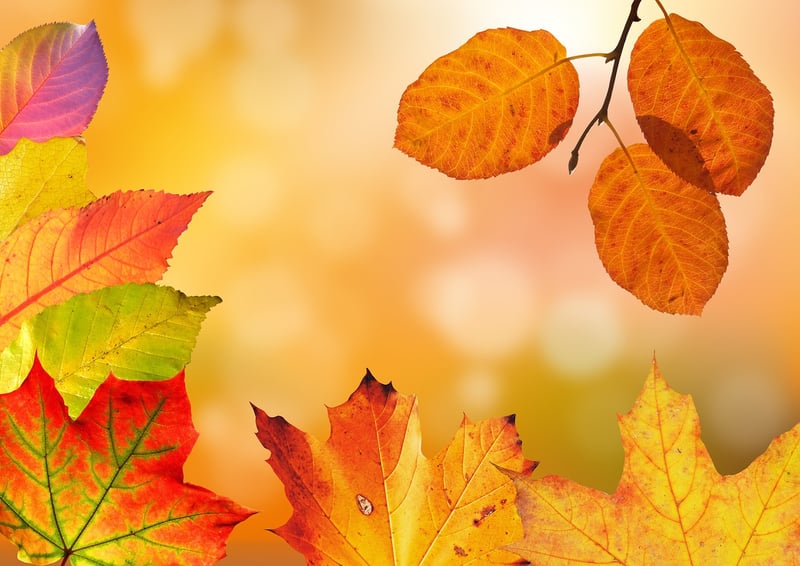 Seasonal Themes