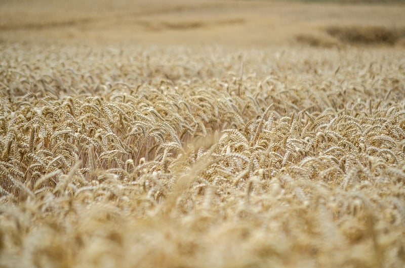 Harvest
