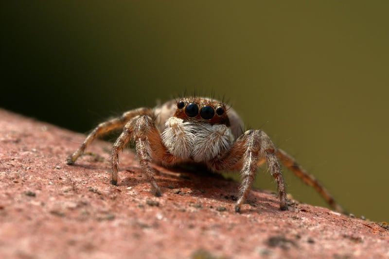 Pest Control Image