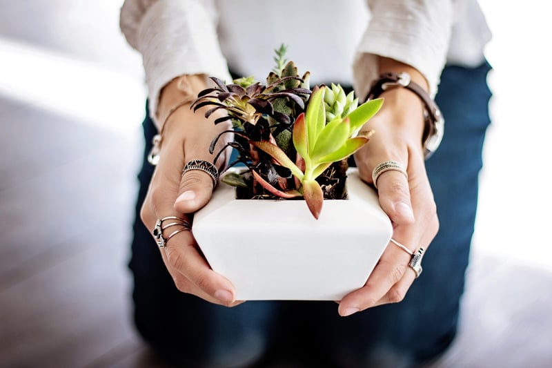 Succulent plant